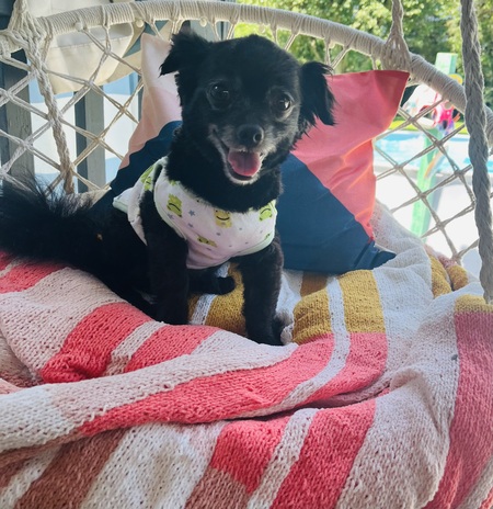 Poochi 