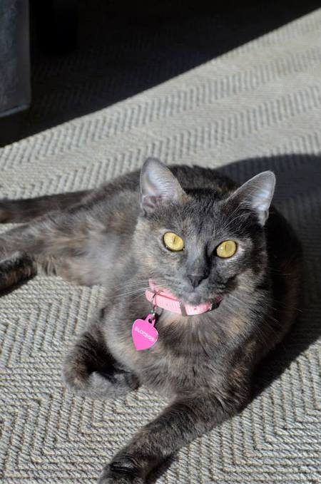 Entry image for Bluebird. Clicking this image will show a larger photo