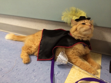 Entry image for Junior. Clicking this image will show a larger photo