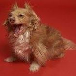 Entry image for Cosmo Politan. Clicking this image will show a larger photo