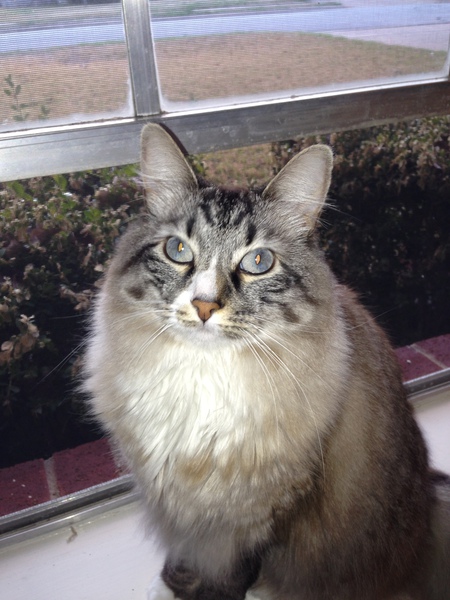 Entry image for Meercat. Clicking this image will show a larger photo