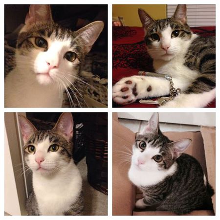 Entry image for Leo. Clicking this image will show a larger photo