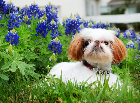 Entry image for Dougie. Clicking this image will show a larger photo