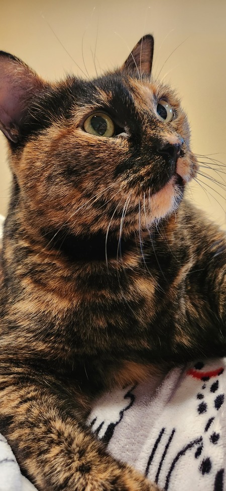 Miss Jackson