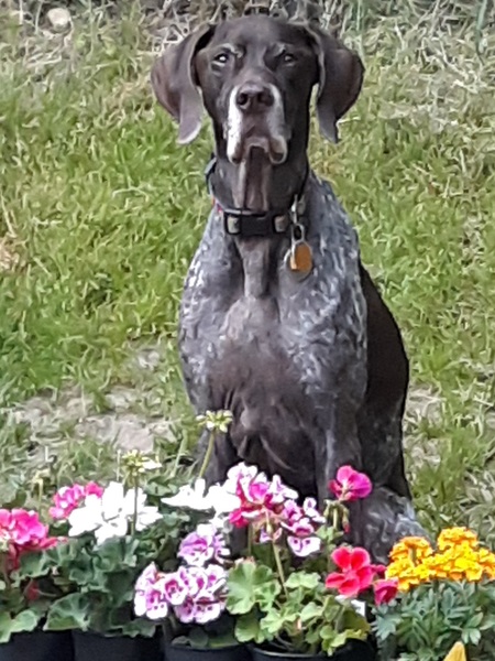 Pepper