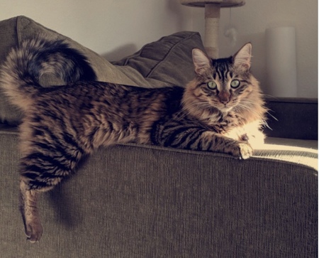 Finn