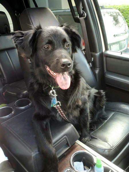 Tanner Bear