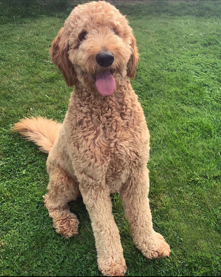 Howie