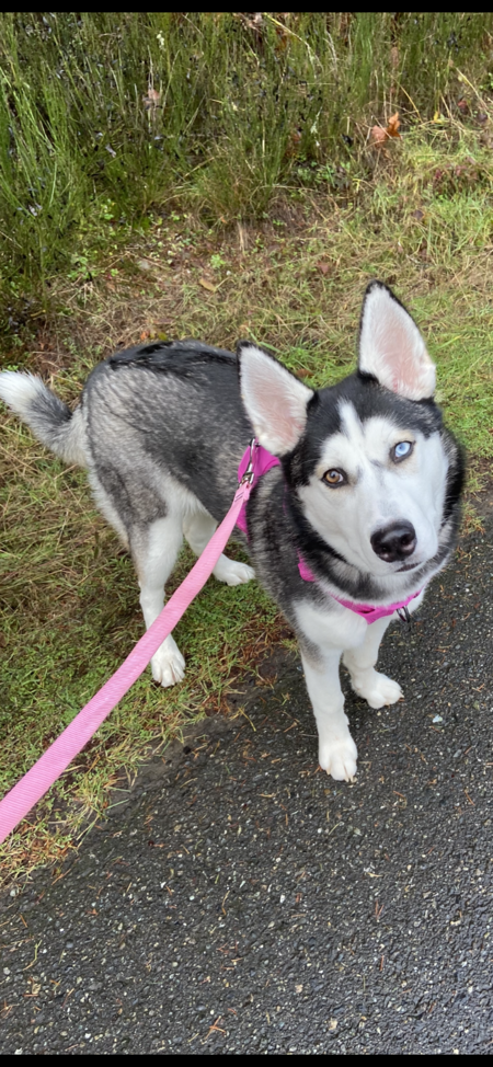 Nala