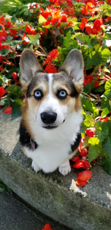 Penelope