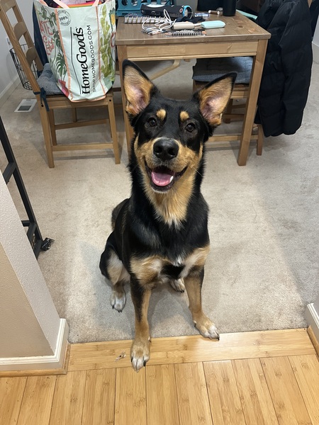 Benji