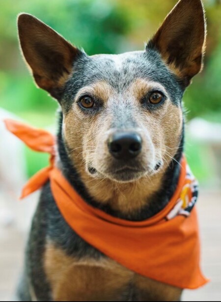 Otto Rocket