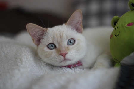 Tofu