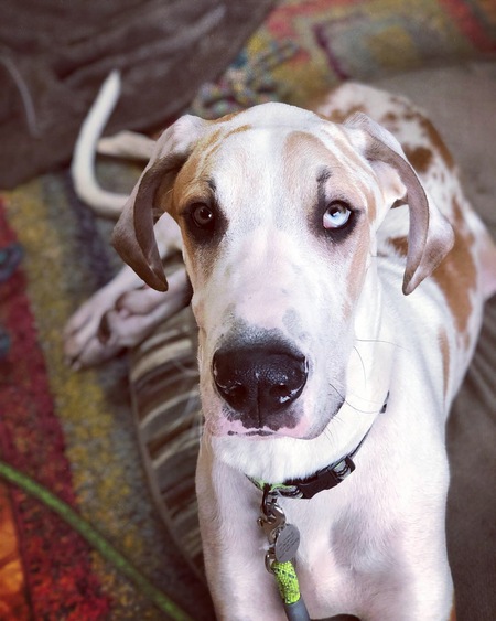 MrCharlie