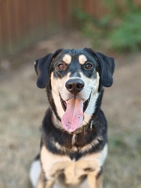 Baloo