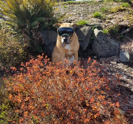 Bodhi