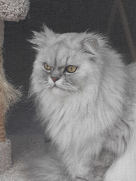 Winston