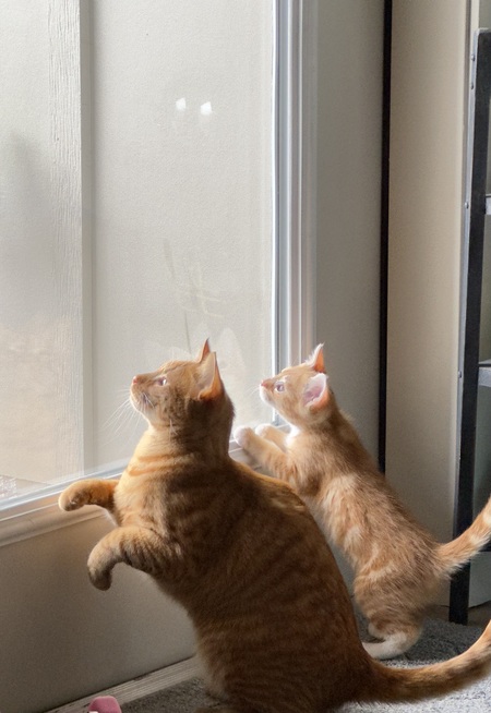 Maverick and Goose