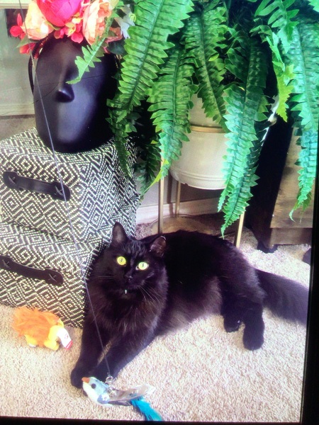 Mrs Binx