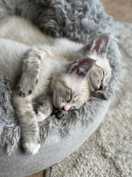 Marv and Harry