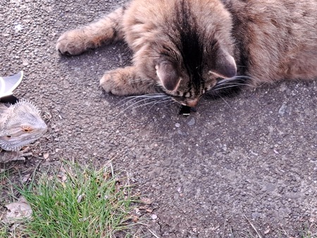 Echo, the cat. Blue, the bearded dragon. 