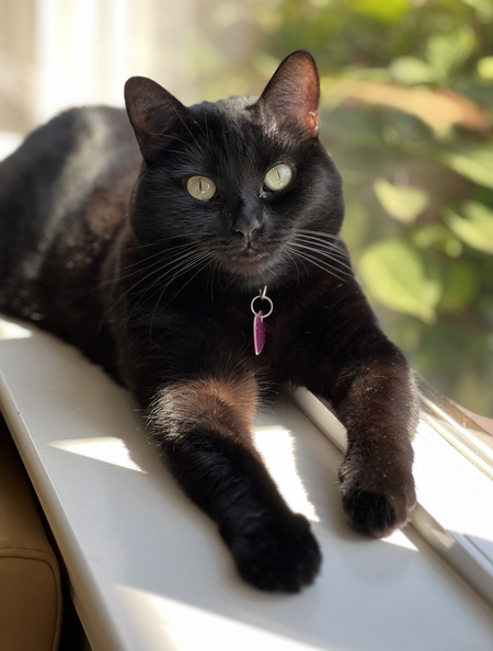 Cheddar