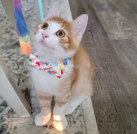 Lio 