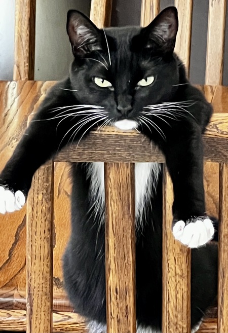 Mitz