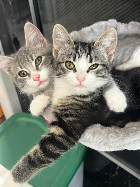 Milo & Isla