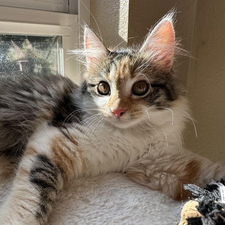 Hazel Mae