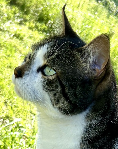Milo