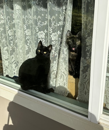 Riley and Doyle