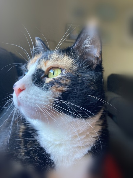 Pudge