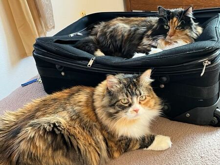 Penny and Frankie