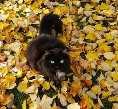 Gracie