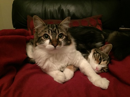 Max on top of Minnie