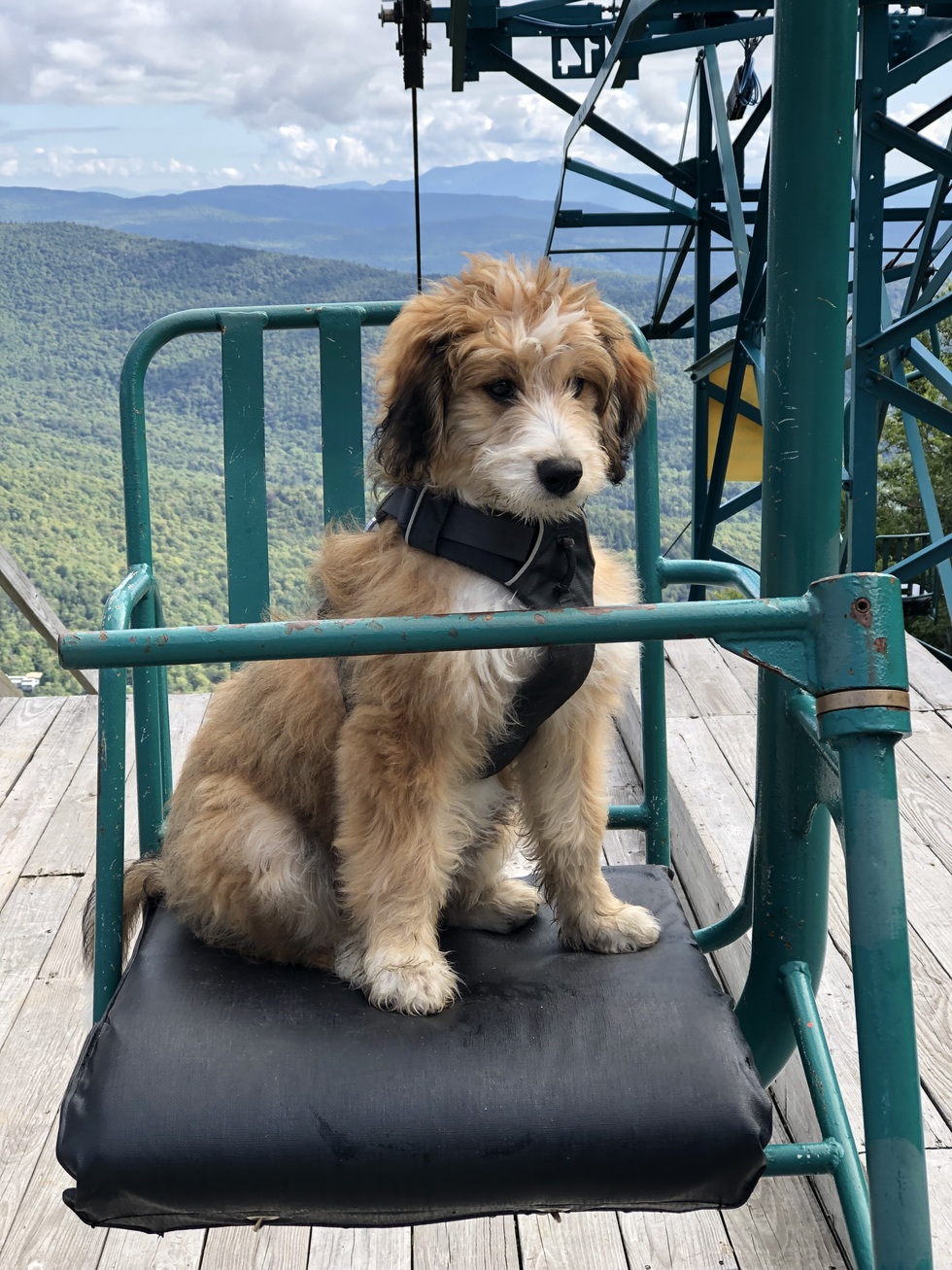 Vote for Millie CVHS 2023 Calendar Photo Contest