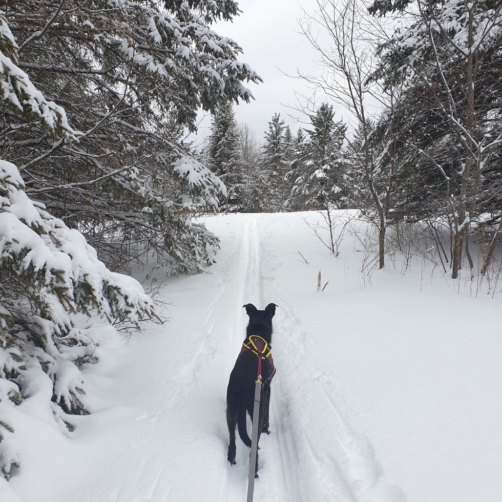 Vote for Keeper CVHS 2023 Calendar Photo Contest