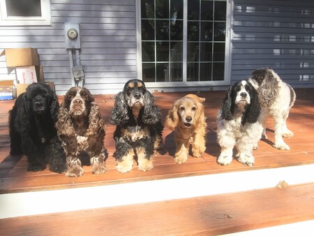 Gilbert, Bonnie, Holly, Lady, Cooper and Cindy.