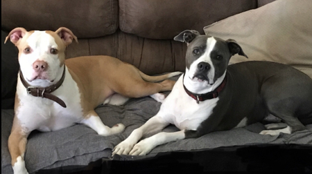 Indigo and Wonder