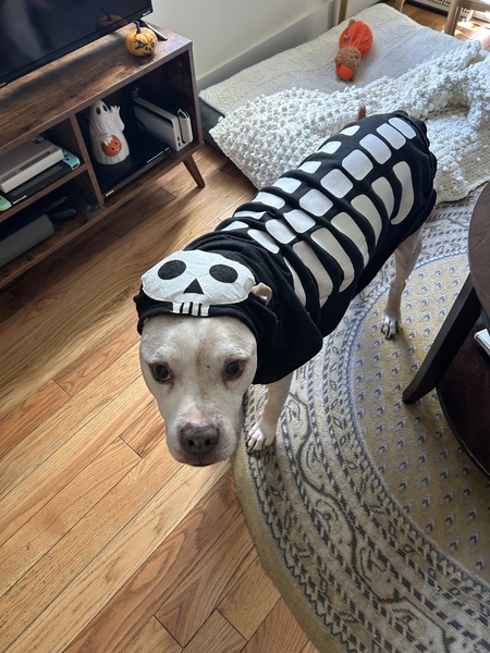 Bonez 