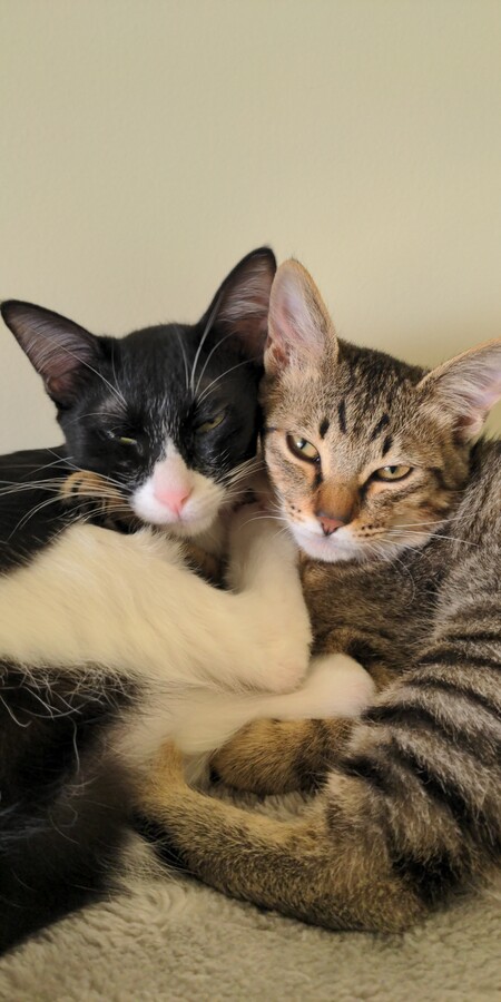 Neko & Daisy