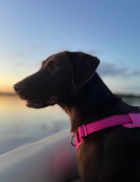 Nellie
