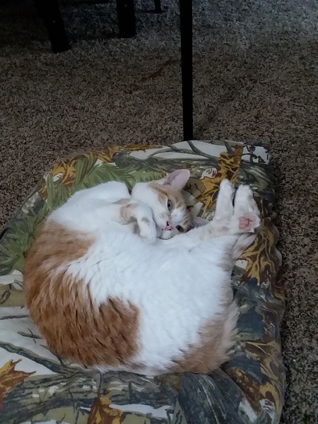 Toola