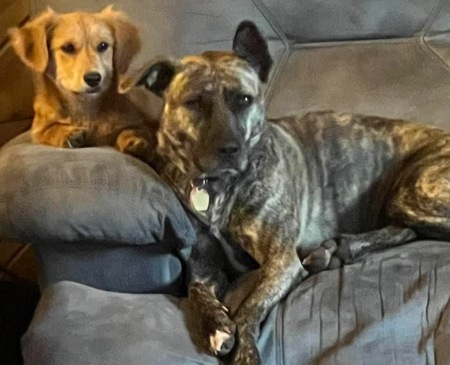 Scrappy Doo,  Tayen