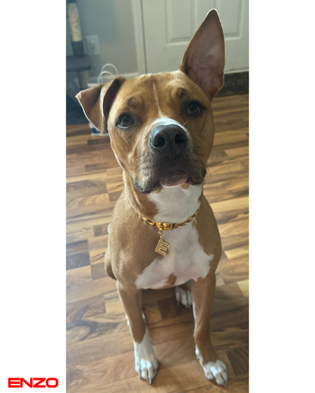 Enzo