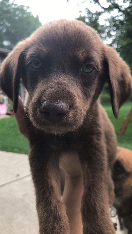 Cooper