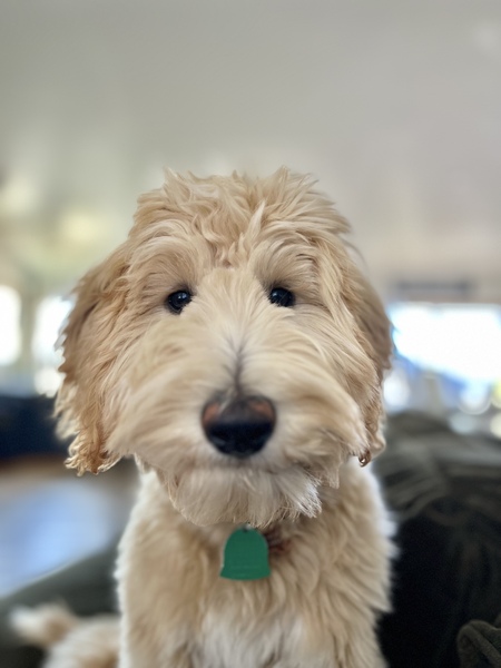Bruno