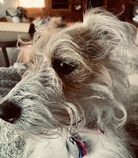 Phoebee