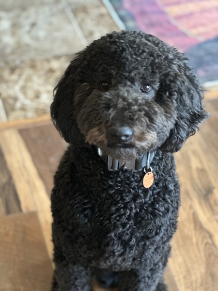 Loki